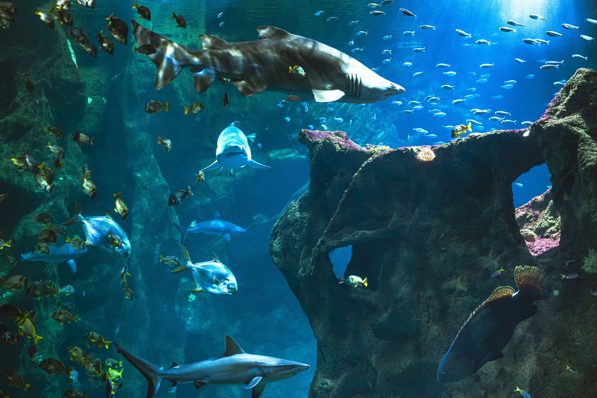 Kit Photo Aquarium La Rochelle 2025 (7)