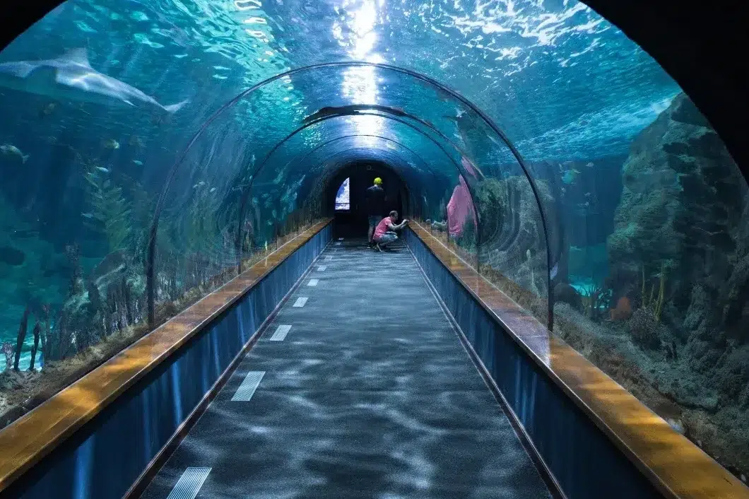 aquarium la rochelle cote darmor resultat